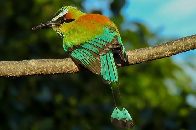 Carara National Park: Private Birding Walk with Expert Ornithologist