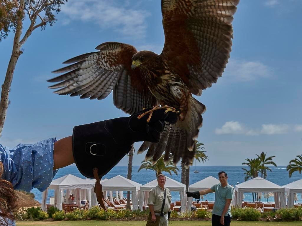 Catalina Falconry Experience: Fly a Hawk Over the Pacific