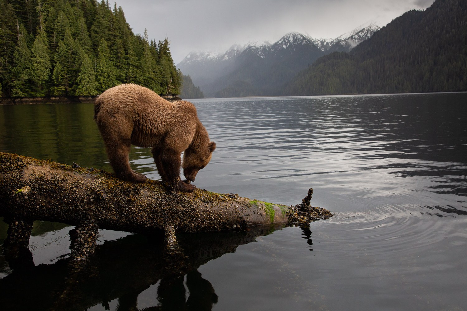 Khutzeymateen Grizzly Bear Sanctuary Float-Plane Expedition