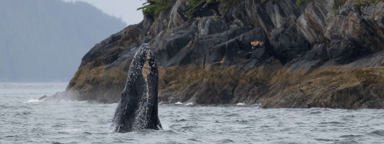 Inian Islands Zodiac Wildlife Safari: Sea Lions, Orcas & Eagles
