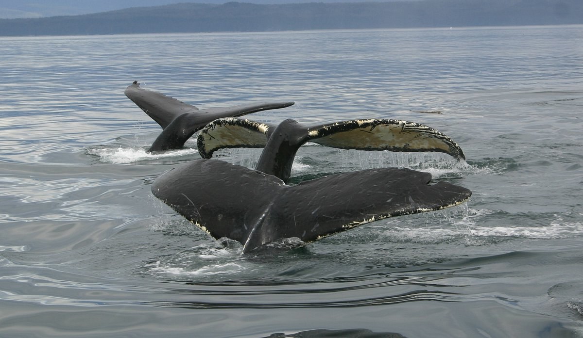 Cross Sound Humpback Whale Watching: Expert Naturalist Charter