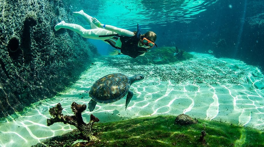 Cayman Turtle Centre - swim and snorkel with sea turtles in West Bay