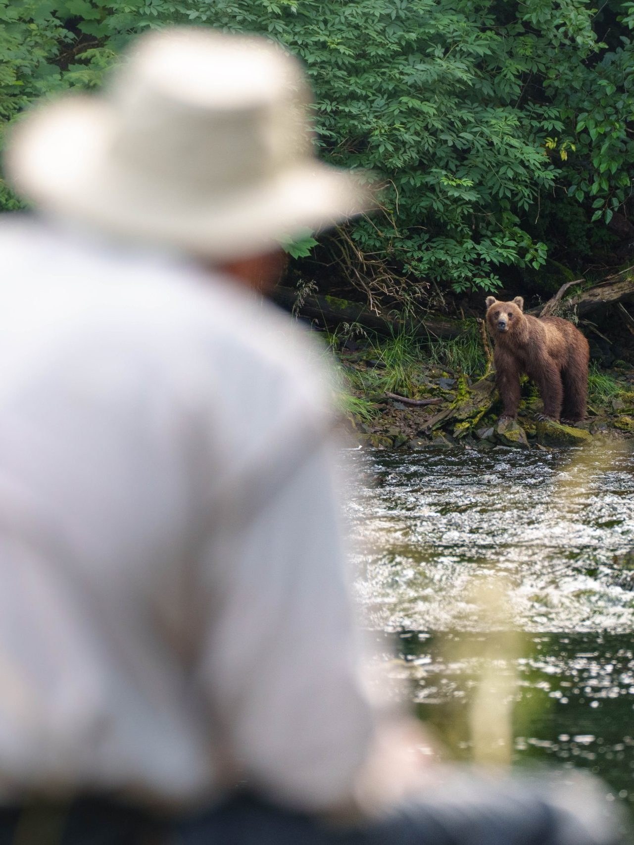 Brown Bear Wilderness Viewing: Float-Plane to Pack Creek or Chichagof