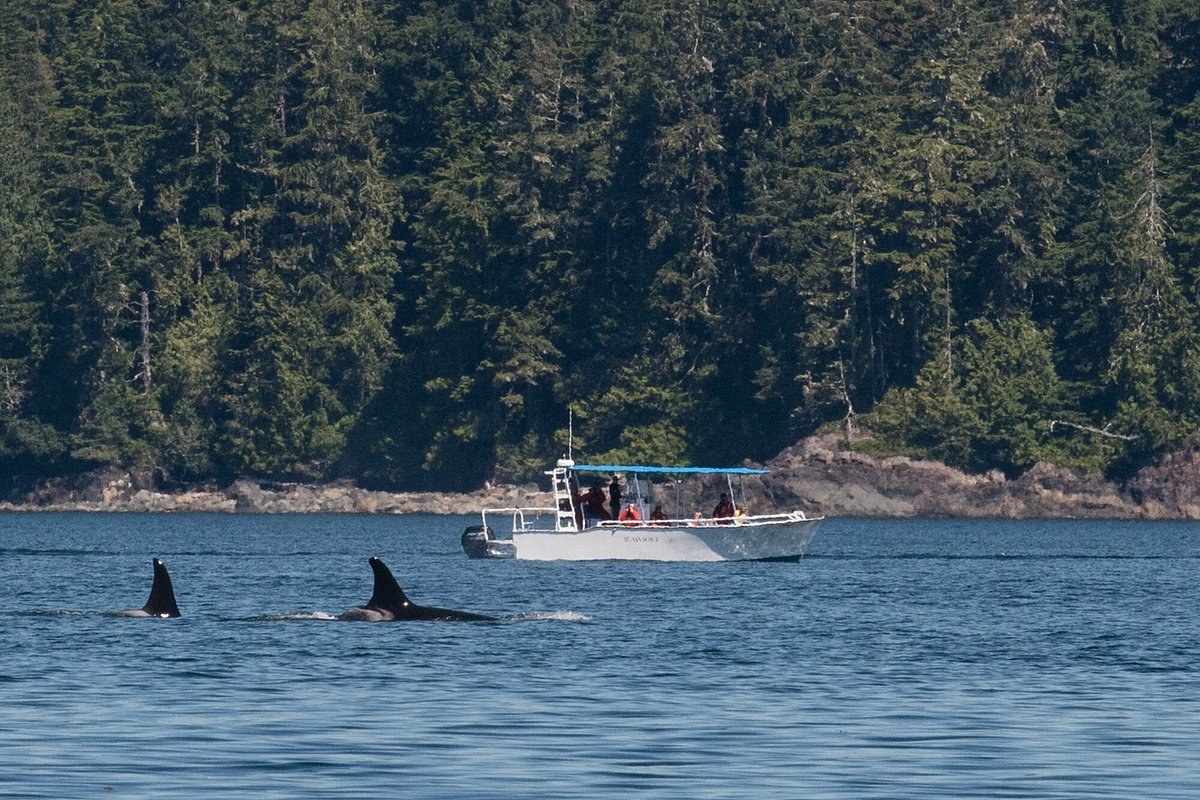 Seasmoke Whale Watching: Orcas of Johnstone Strait
