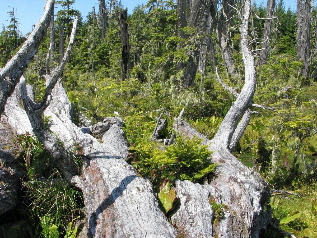 Gator Gardens Ecological Park: Boardwalk Trail Through Ancient Bog