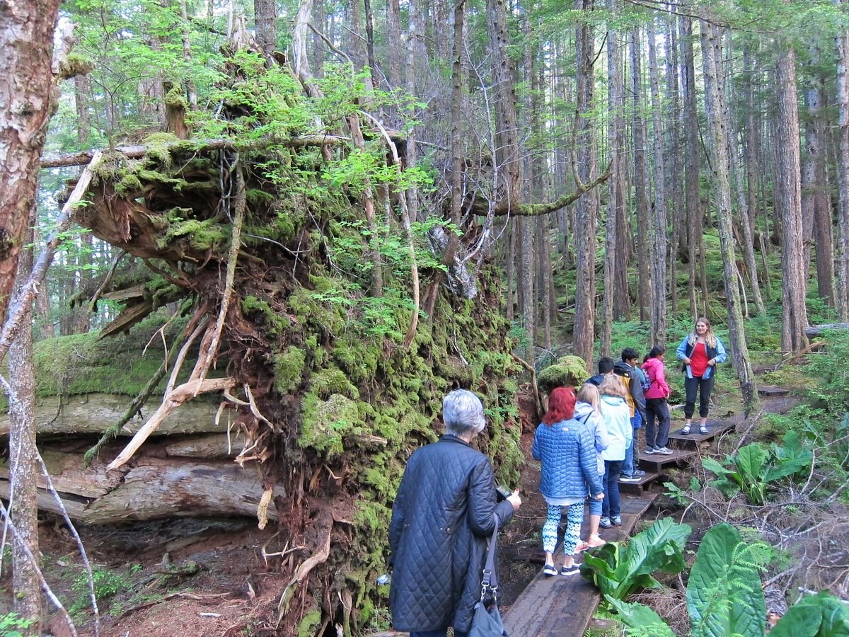 Tongass Rainforest Hiking & Wildlife: Expert Naturalist Trek