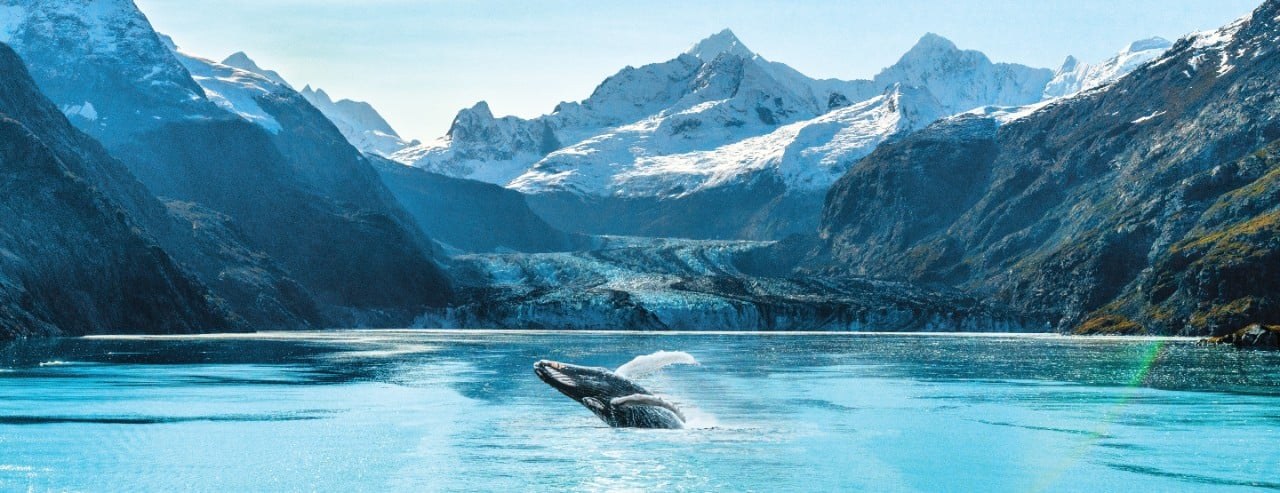 Whales & Wilderness: Private Naturalist Cruise, Stephens Passage