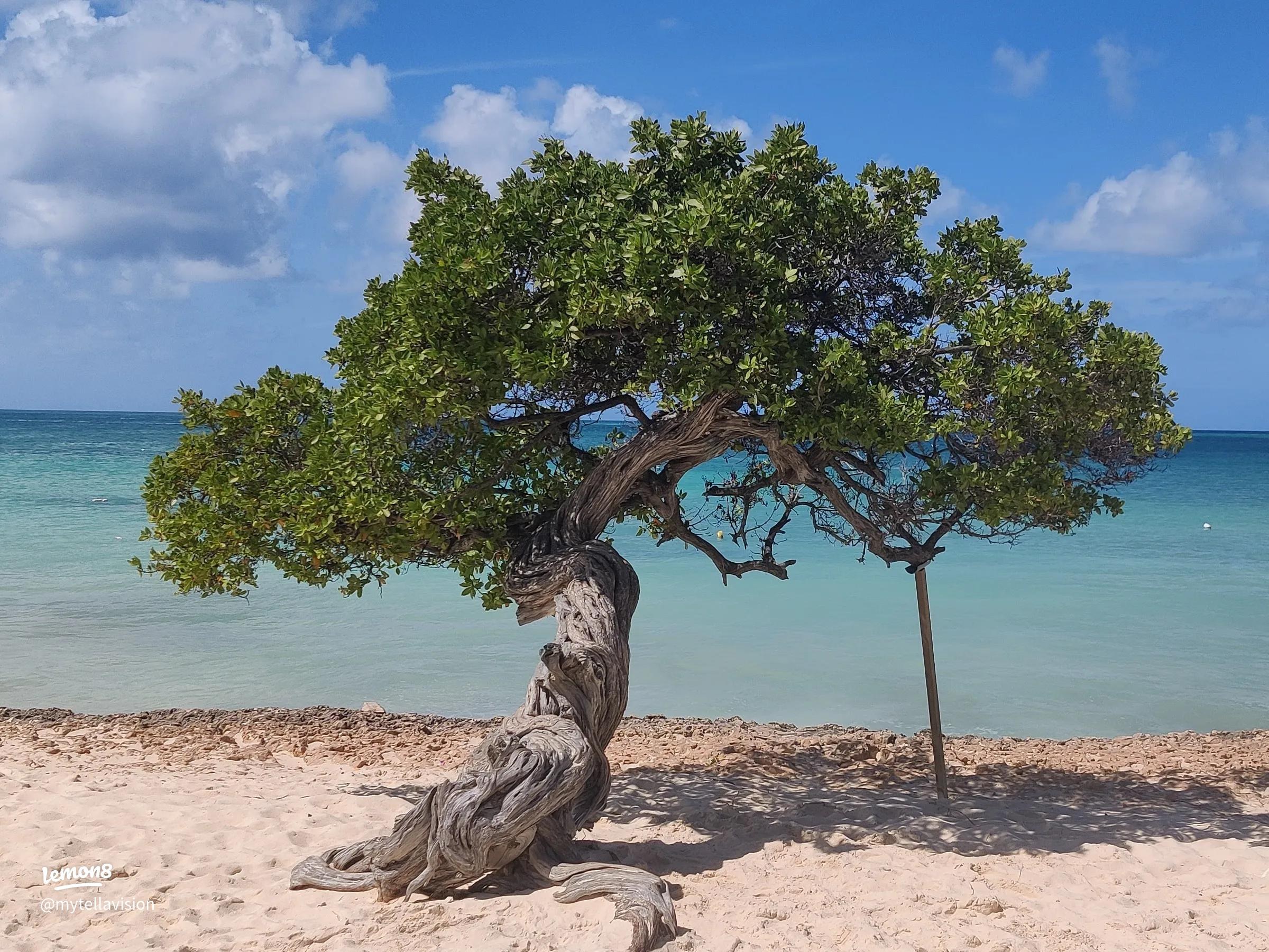 Eagle Beach & the Fofoti Trees - the world's best beach, self-directed