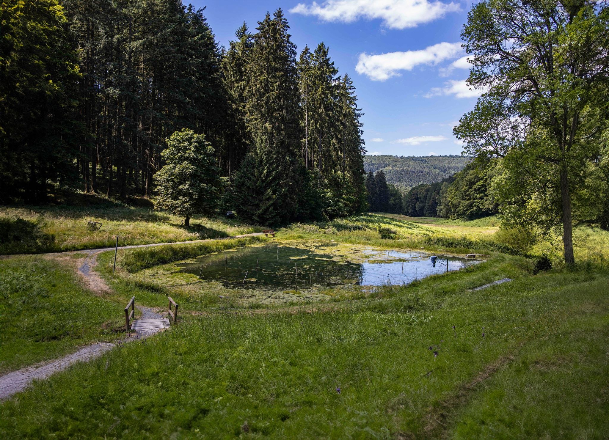 Spessart Forest: Private Wildlife & Wilderness Immersion Walk