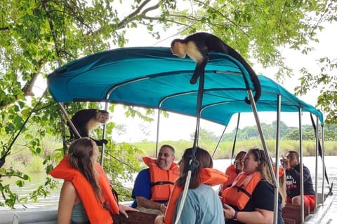 Gatún Lake Jungle & Sloth Sanctuary Private Safari