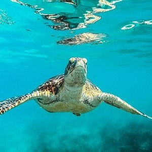 Swim with wild green sea turtles + two shipwrecks by luxury catamaran (El Tigre)