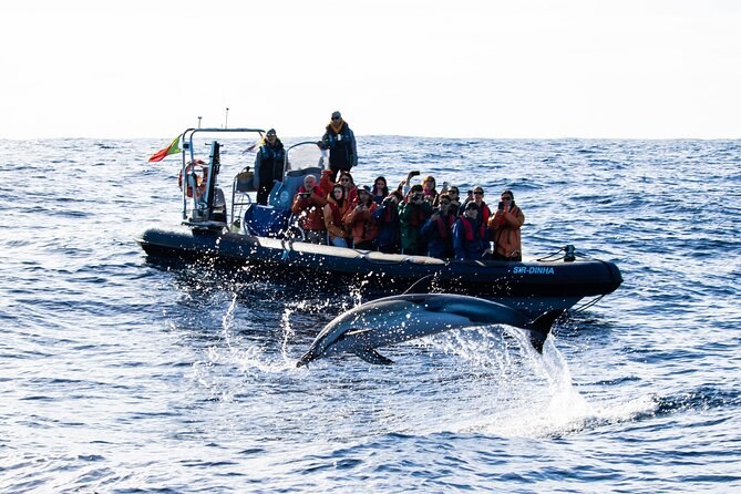 Whale Watching & Dolphin Swim: Azores Deep-Water Expedition