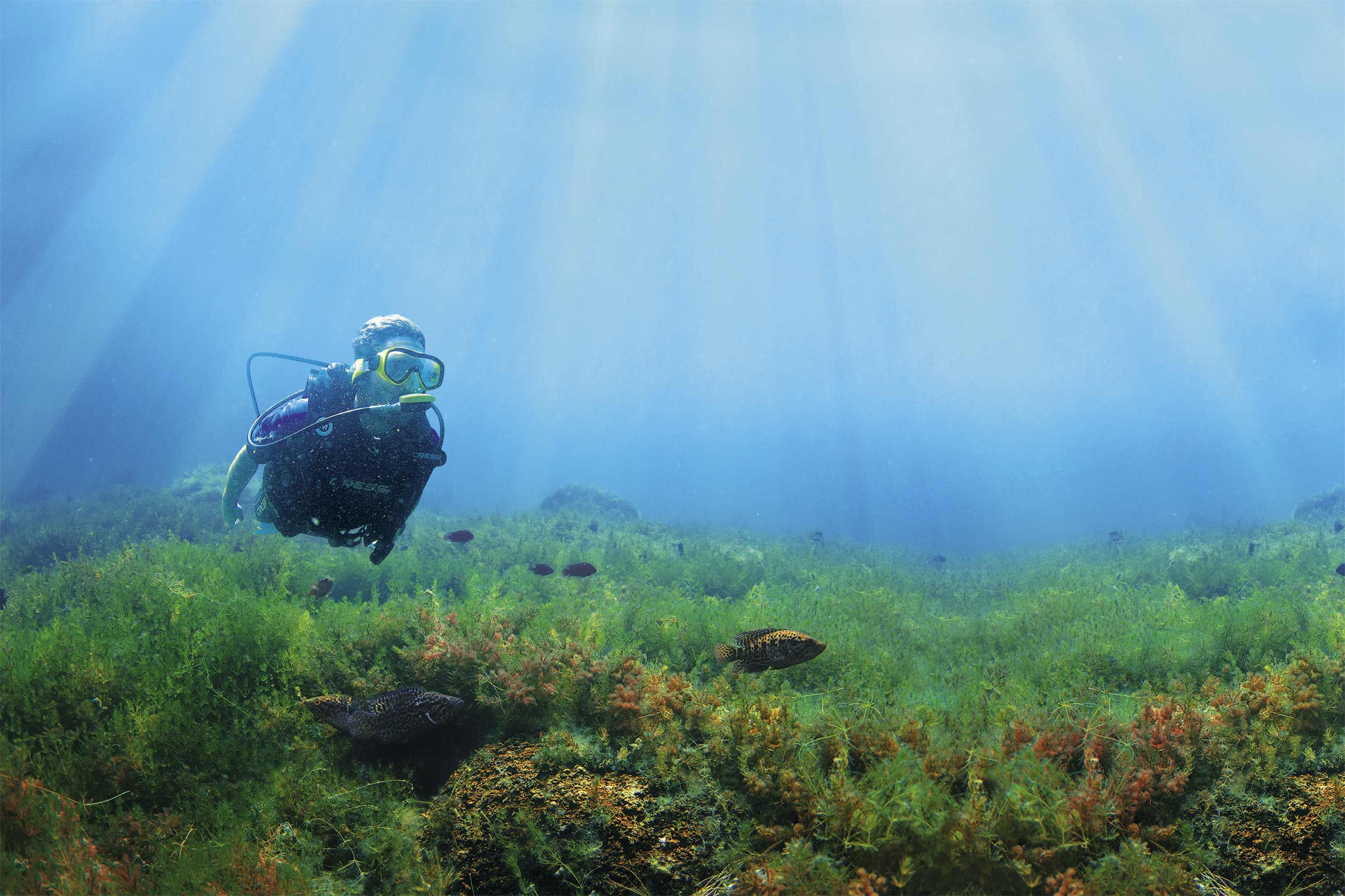 Los Cóbanos Reef Snorkel: El Salvador's Only Living Coral Reef
