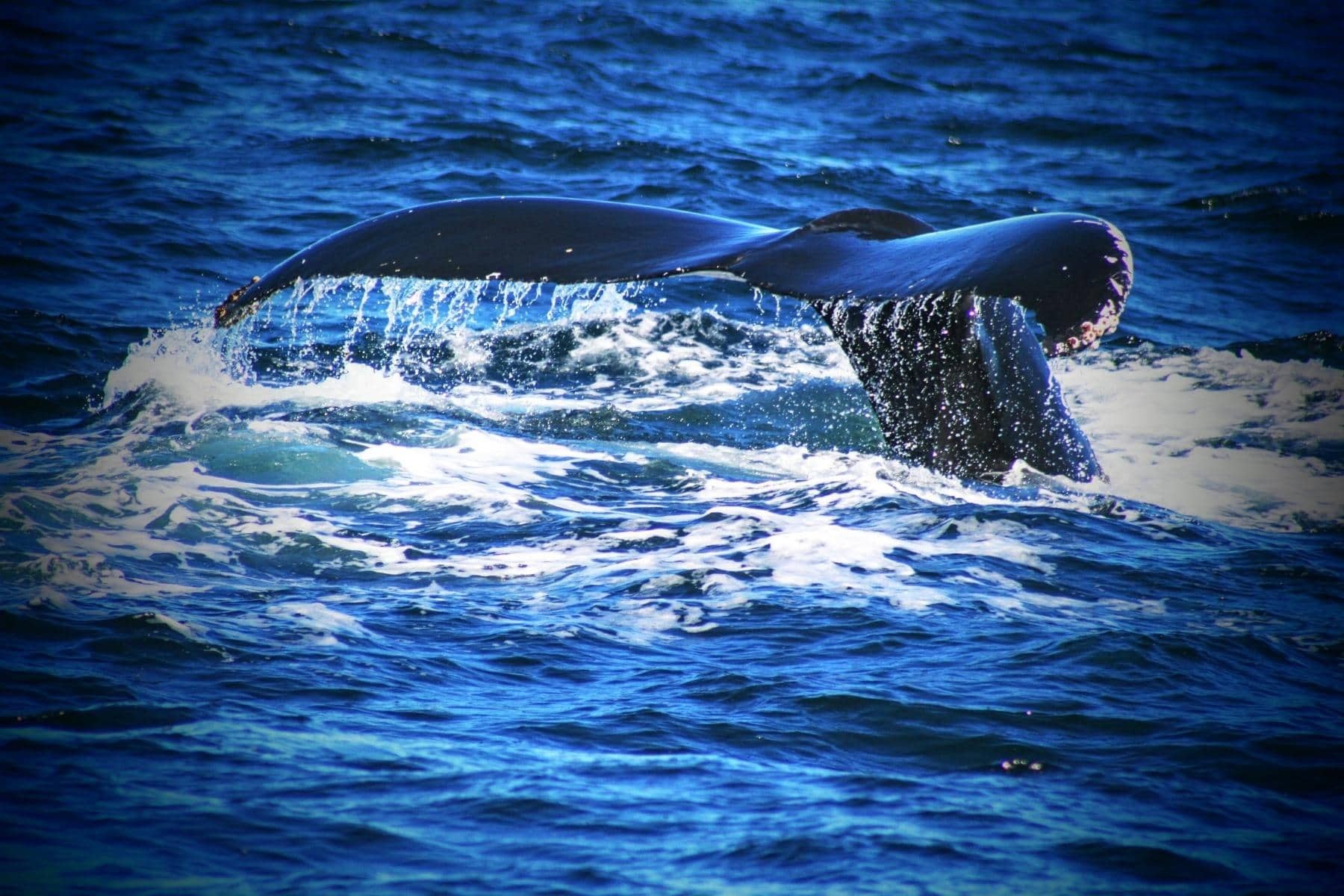 Provincetown Whale Watch: Stellwagen Bank Deep-Sea Safari