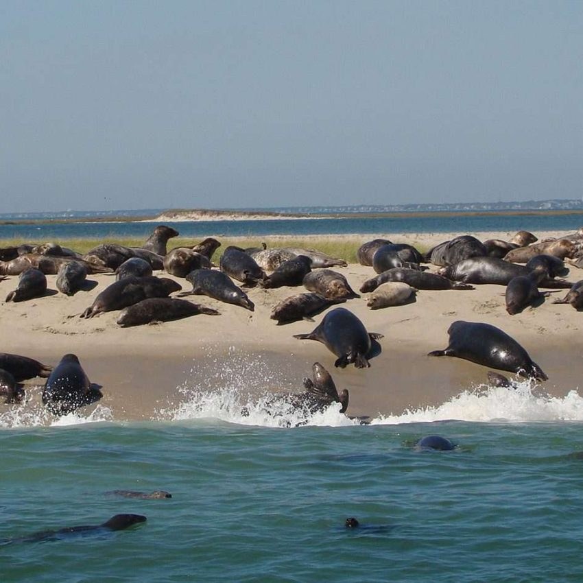 Monomoy Island Seal Cruise & Barrier Beach Wilderness