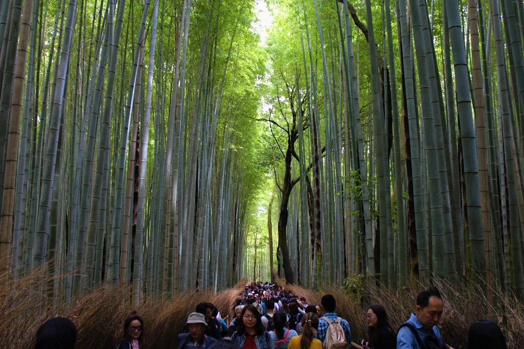 Arashiyama: Bamboo Grove, Tenryu-ji & Sagano Romantic Train