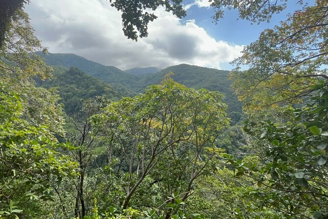 Rainforest 4x4 safari to the Wingfield Estate, petroglyphs & Romney Manor