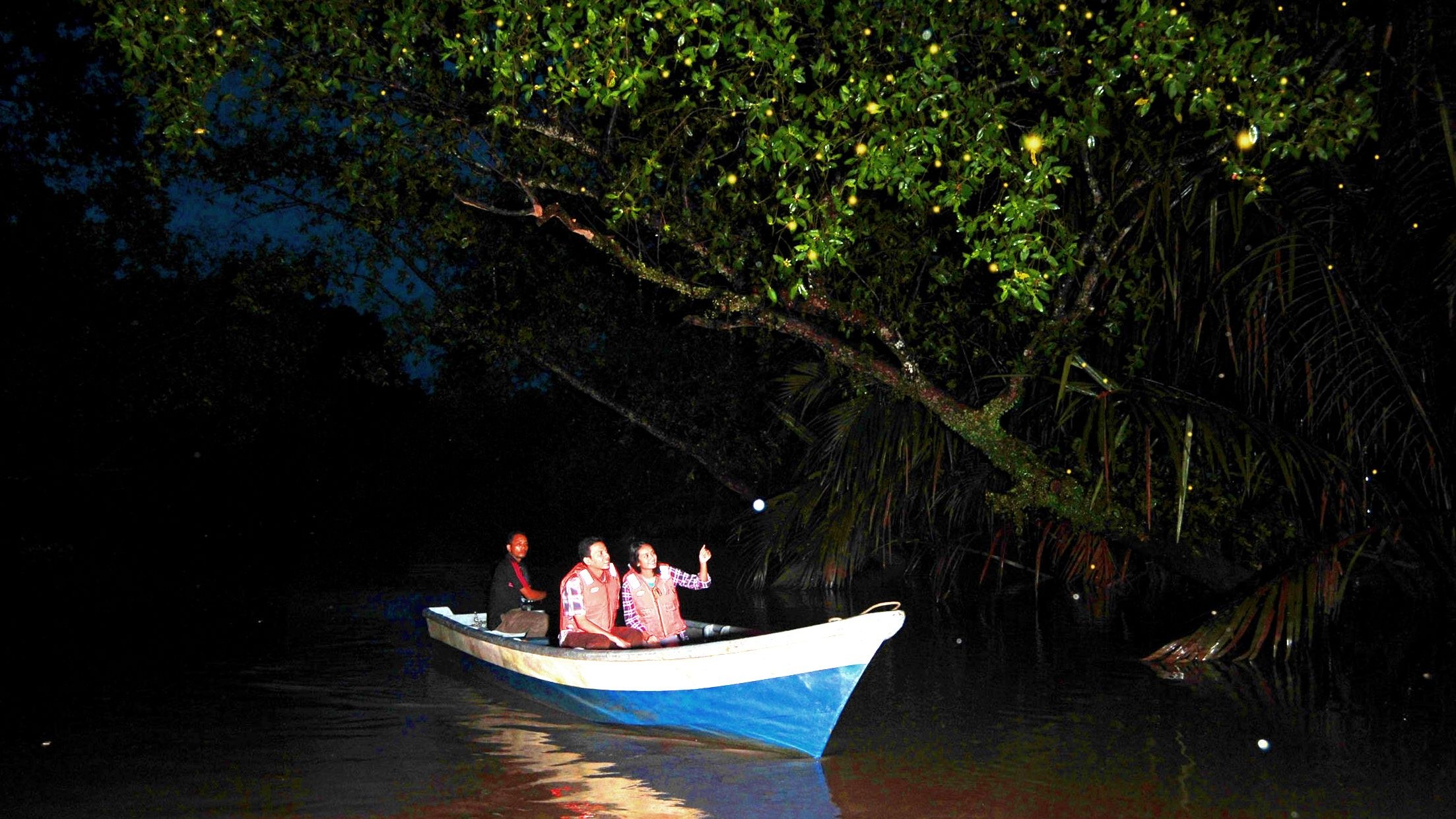 Jungle Firefly Watching: Mangrove River Cruise by Night