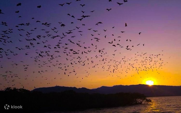 Kalong Island Flying Fox Sunset Cruise — Private Phinisi