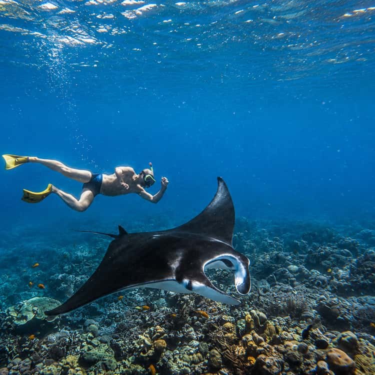 Nusa Lembongan: Private Snorkel & Manta Ray Encounter