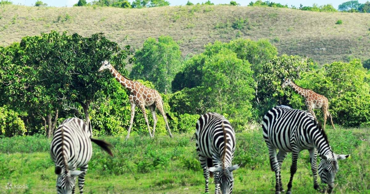 Calauit Safari: African Wildlife Among Philippine Limestone