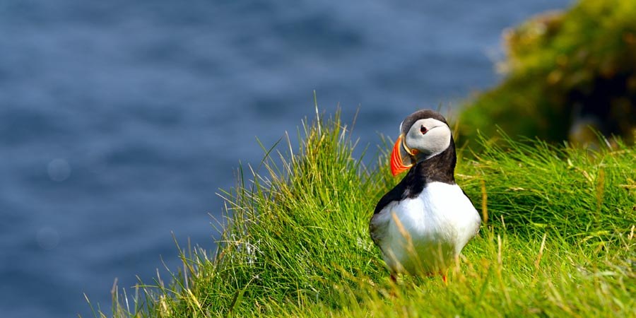 Sea Safari & Atlantic Wildlife: Gannets, Seals & Minke Whales