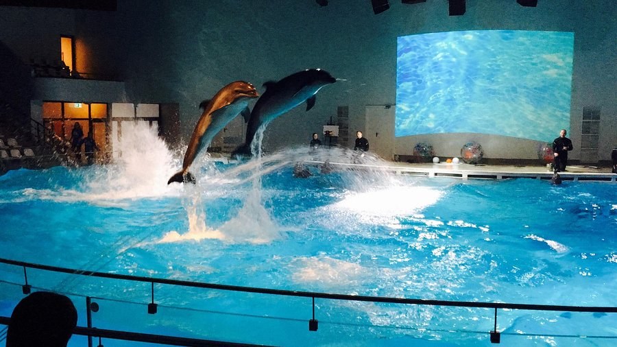 Lithuanian Sea Museum: Dolphin Show & Historic Fortress Aquarium