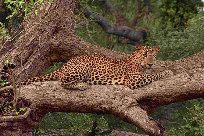Yala National Park: Full-Day Private Safari from Hambantota