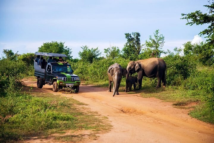 Udawalawe Safari & Elephant Transit Home Visit
