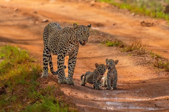 Yala Half-Day Morning Safari: Leopard Tracking at Dawn