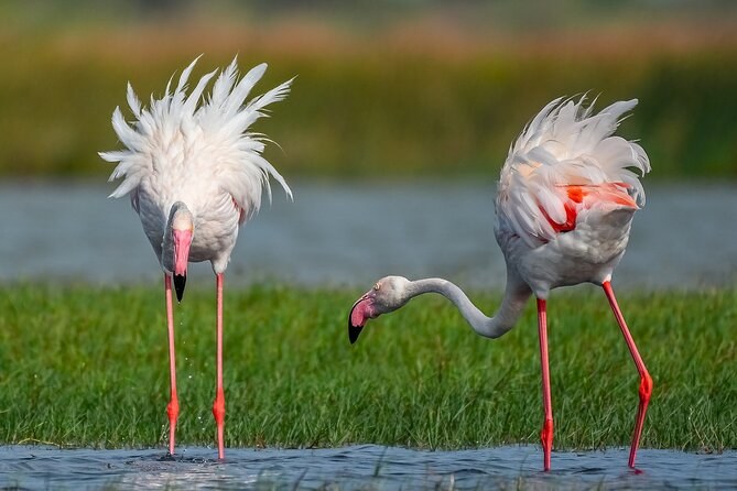 Bundala National Park: Private Birdwatching Safari