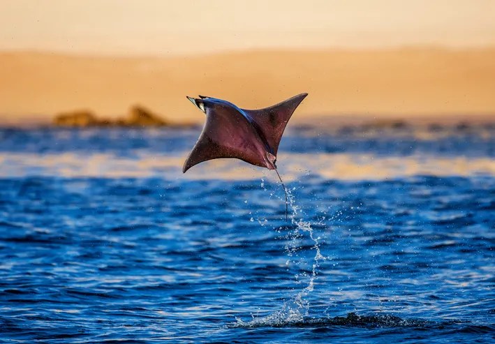 Scuba Diving the Passes: Drift Dives with Manta Rays