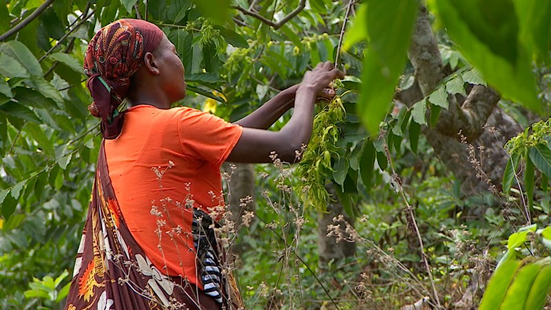 Ylang-Ylang & Vanilla Plantation: Perfume of the Islands