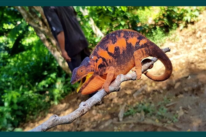Lokobe National Park: Private Lemur & Chameleon Safari