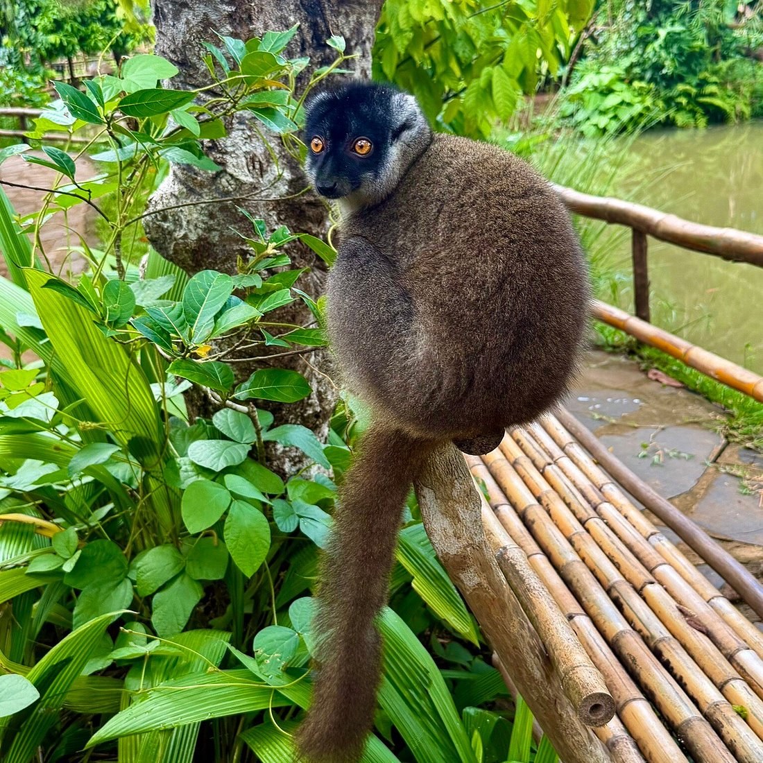 Lemuria Land Private Wildlife Park & Tuk-Tuk Island Tour