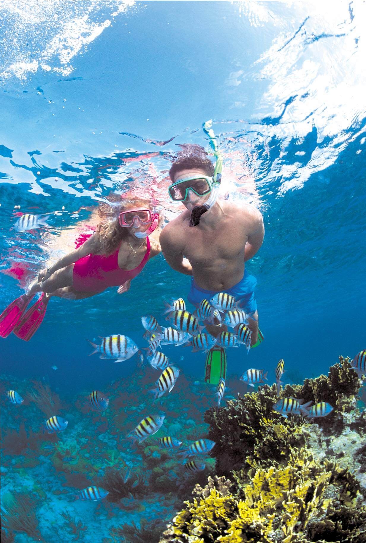 Stuart Cove's Reef Snorkel Trip (Low-Risk Near-Port Safety Net)