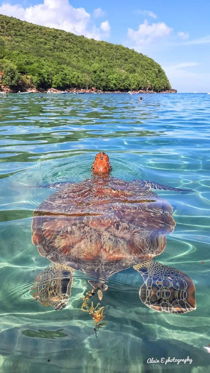 Snorkelling the Marine Reserve: Anse Dufour & Bat Cave