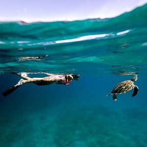 Rendezvous Bay Snorkel & Sea Turtle Private Charter