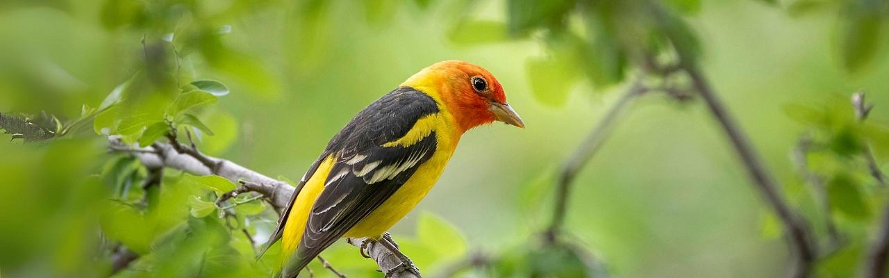 Centre Hills Rainforest: Birding & Oriole Walk with a Naturalist