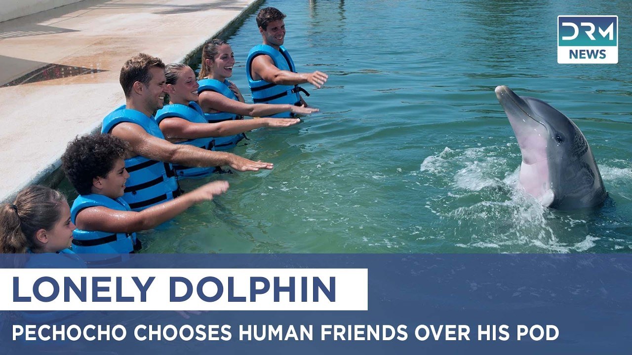 Pechocho Wild Dolphin Encounter: Private Bay Cruise