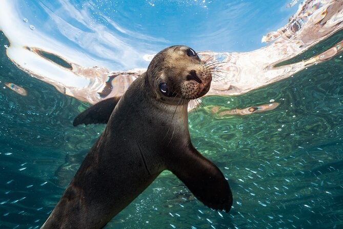 Isla Espíritu Santo: Snorkel with Sea Lions & Hidden Coves