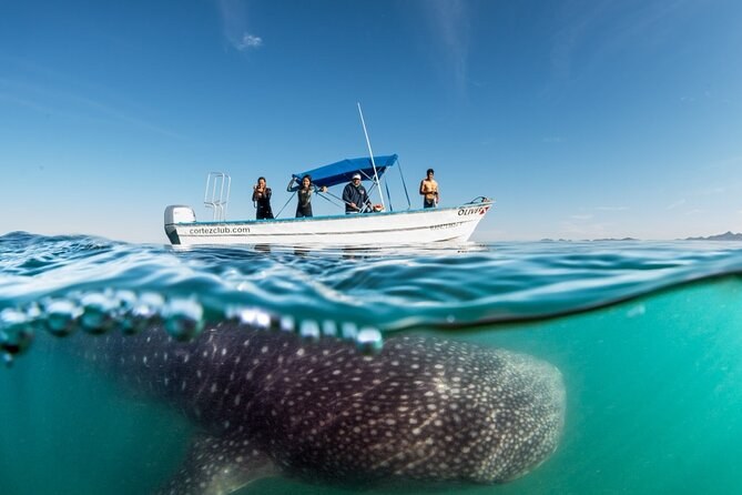 Whale Shark Encounter: Private Swim in the Sea of Cortez