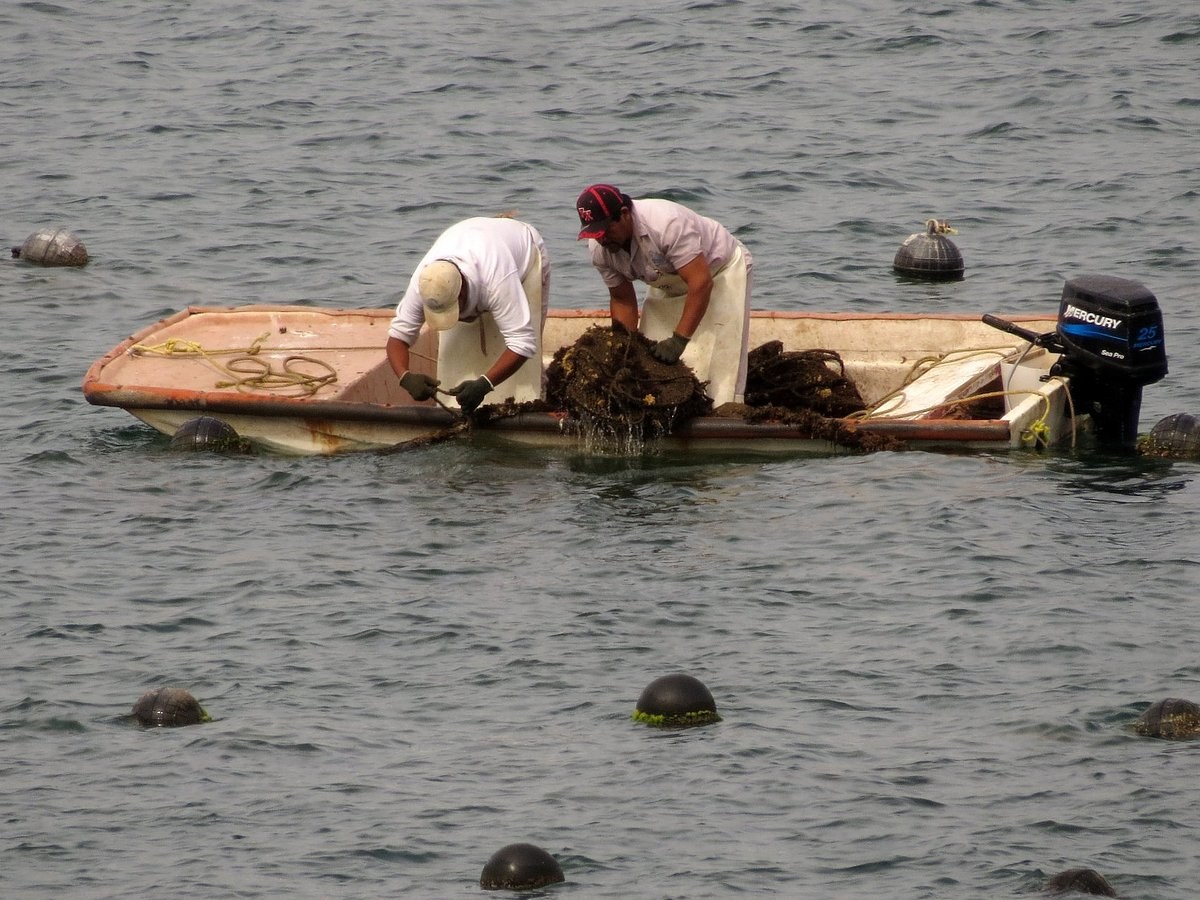 Perlas del Mar de Cortez: Pearl Farm Private Tour