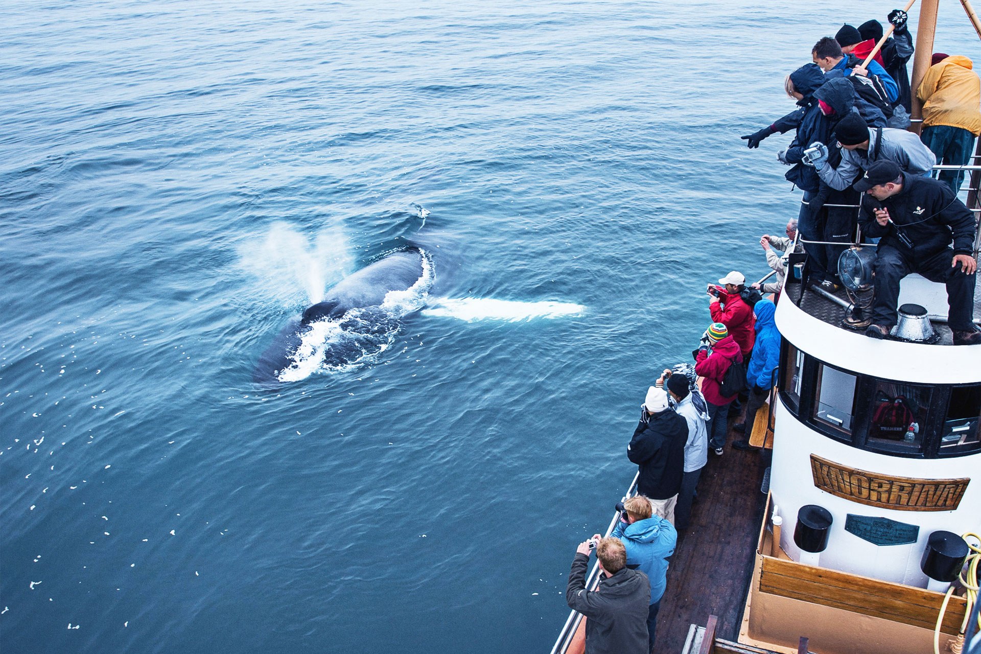 Private Whale Watching in Eyjafjörður — World's Longest Fjord