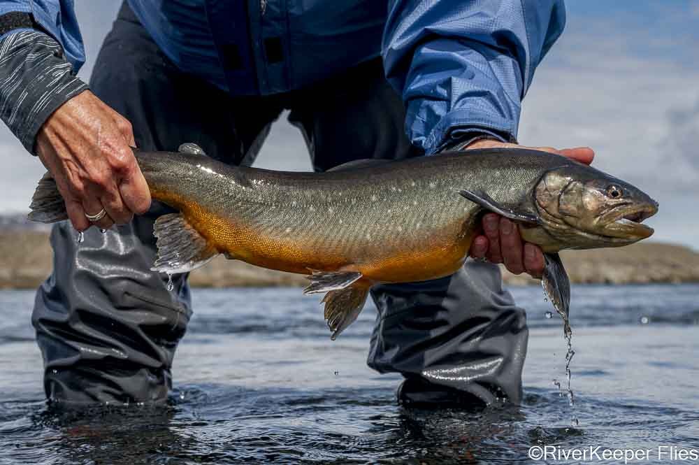 Private Fly-Fishing for Arctic Char on Icelandic Highland Rivers