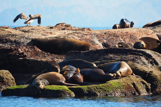 Coronado Island: Sea Lions, Snorkel & White-Sand Picnic