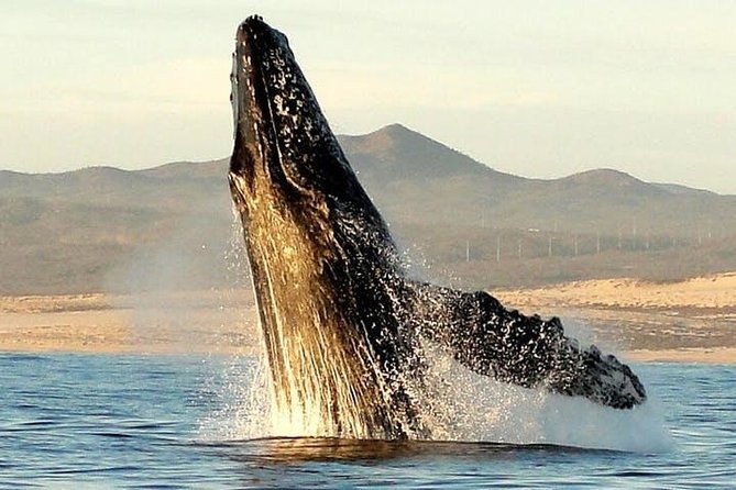 Gray Whale Encounter: Touch a Wild Whale at López Mateos