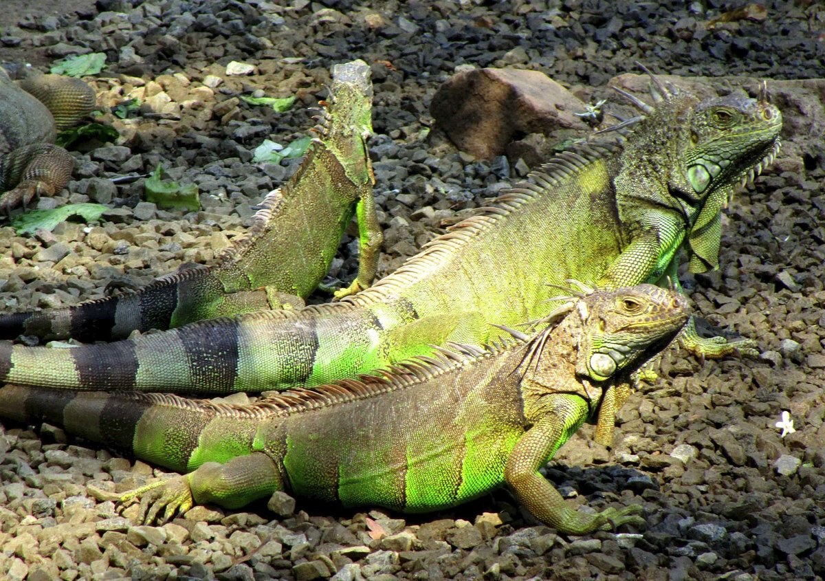Iguanario Archundia & Barra de Navidad Tropical Coast Day
