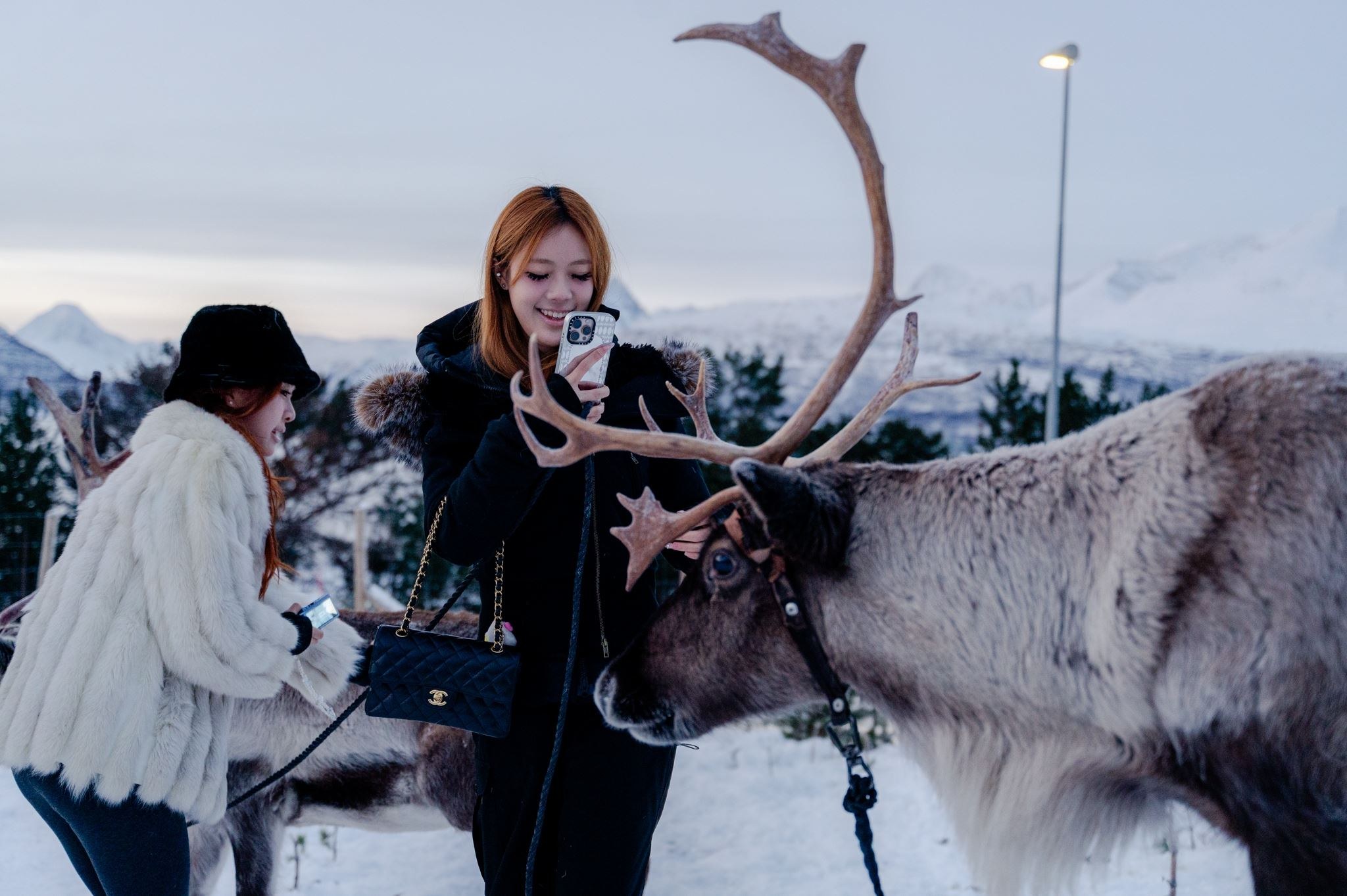 Sami Reindeer Encounter: Arctic Culture & Herding Ceremony