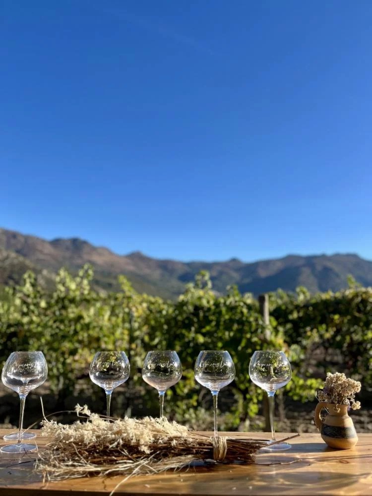 Île Rousse Village & Balagne Winery: Private Half-Day Discovery